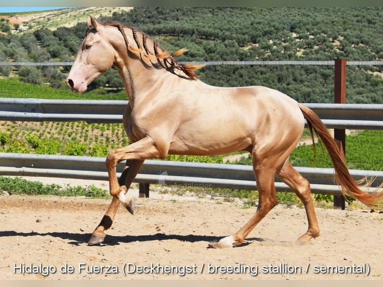 PRE Klacz 6 lat 166 cm Gniada in Provinz Cordoba
