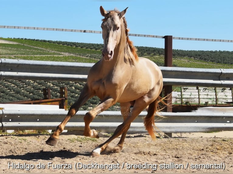 PRE Klacz 6 lat 166 cm Gniada in Provinz Cordoba