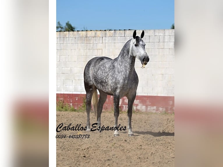 PRE Mix Klacz 6 lat 168 cm Siwa in Vejer de la Frontera