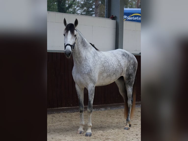 PRE Mix Klacz 6 lat 173 cm Siwa in Überherrn