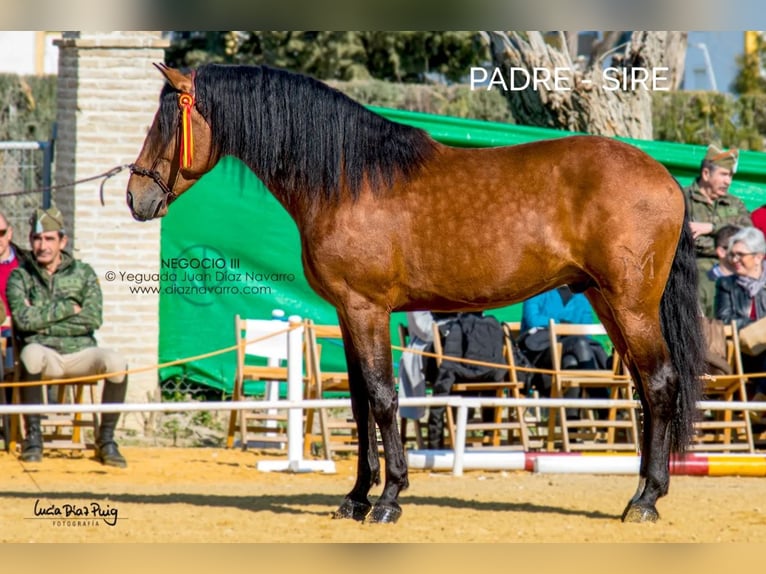 PRE Klacz 6 lat 174 cm Gniada in Arjona
