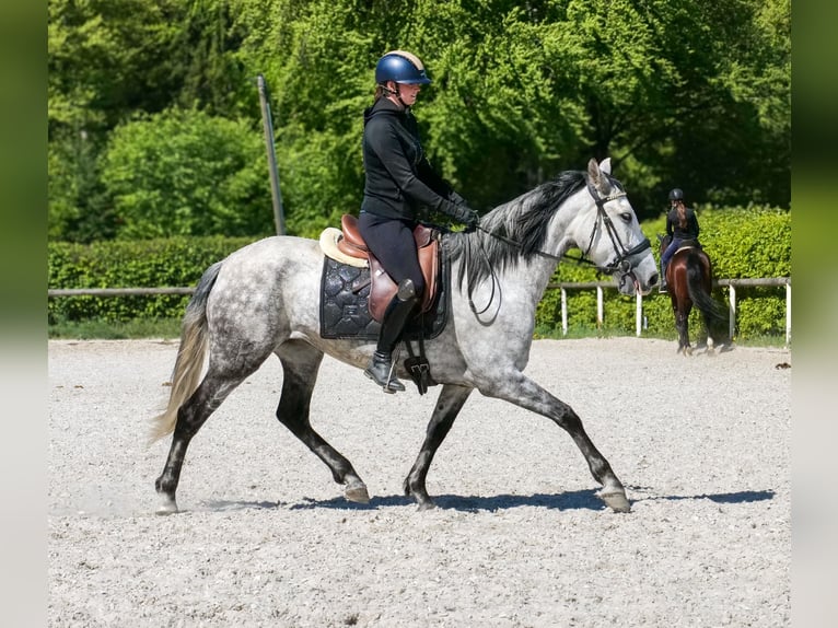PRE Mix Klacz 7 lat 155 cm Siwa in Neustadt (Wied)