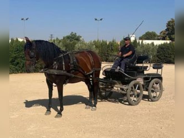 PRE Mix Klacz 7 lat 158 cm Gniada in Alicante/Alacant