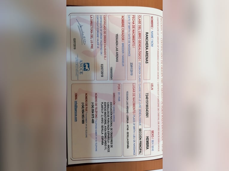 PRE Klacz 7 lat 160 cm Siwa in Lebrija