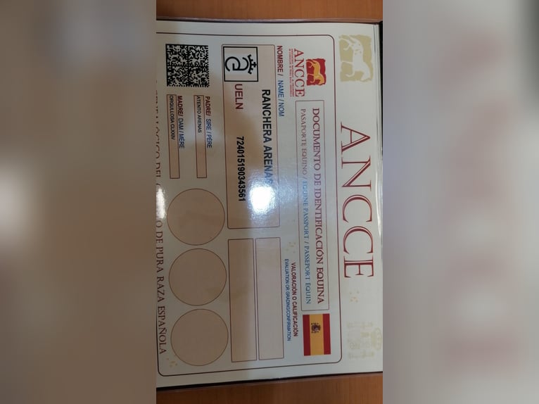 PRE Klacz 7 lat 160 cm Siwa in Lebrija