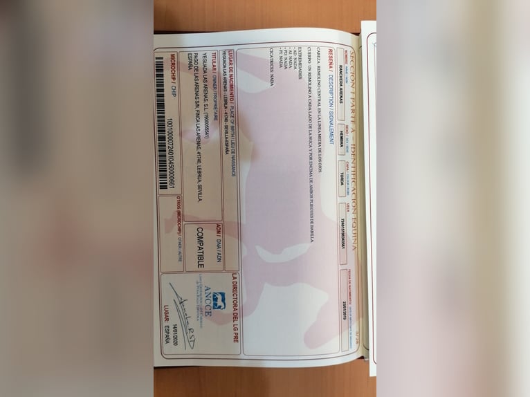 PRE Klacz 7 lat 160 cm Siwa in Lebrija