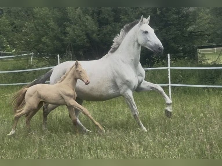 PRE Klacz 7 lat 160 cm Siwa w hreczce in Antdorf