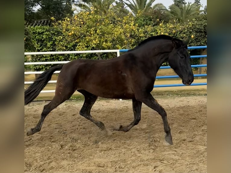 PRE Mix Klacz 7 lat 163 cm Kara in Fuentes De Andalucia