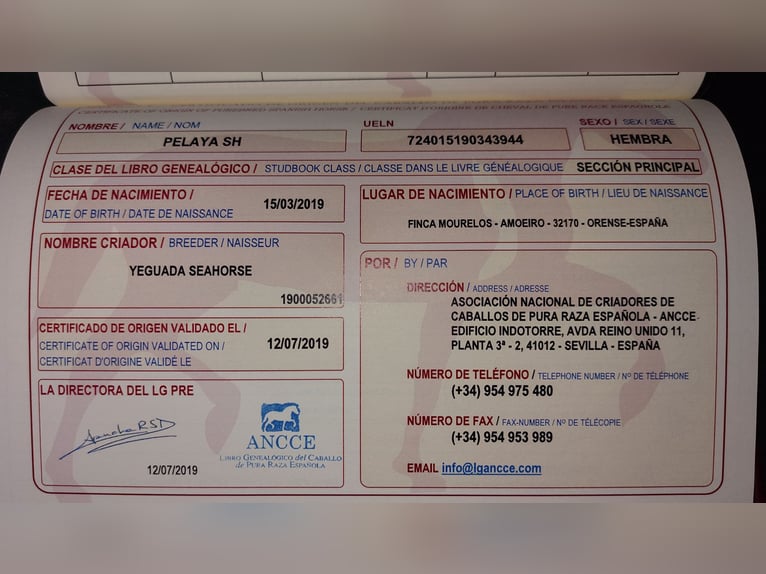 PRE Mix Klacz 7 lat 163 cm Siwa in Hagen