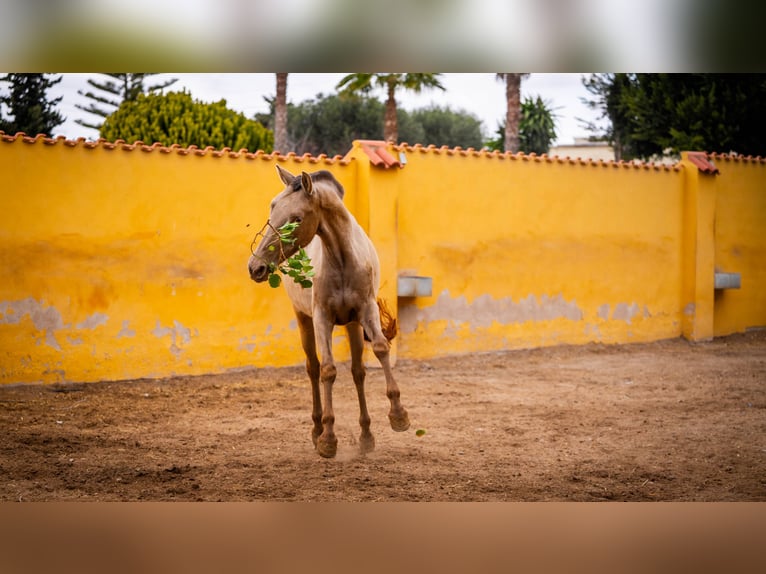 PRE Mix Klacz 7 lat 163 cm Szampańska in Valencia