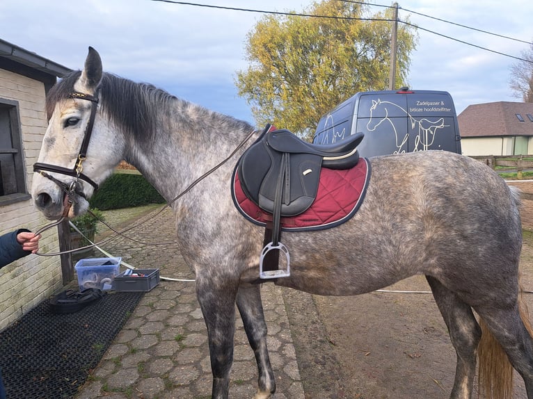 PRE Mix Klacz 7 lat 165 cm in Arc-Wattripont