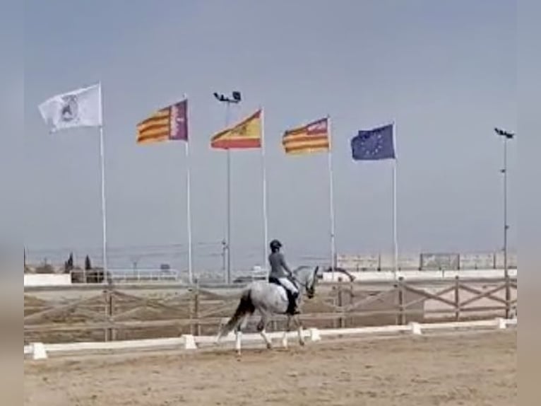 PRE Klacz 7 lat 166 cm Siwa in Manacor