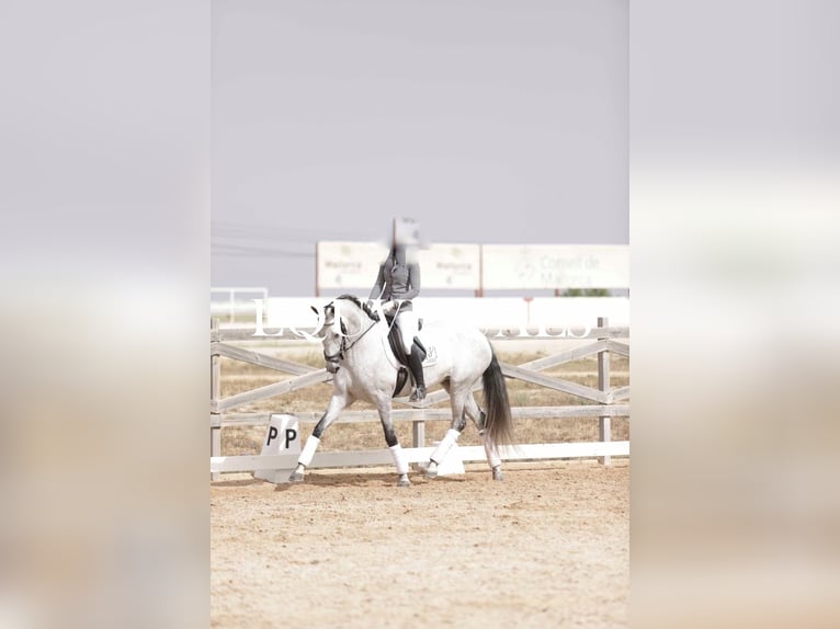 PRE Klacz 7 lat 166 cm Siwa in Manacor