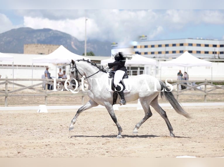 PRE Klacz 7 lat 166 cm Siwa in Manacor