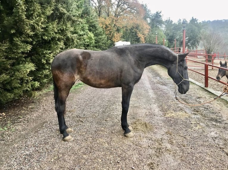 PRE Klacz 7 lat 170 cm Kara in Galaroza (Huelva)