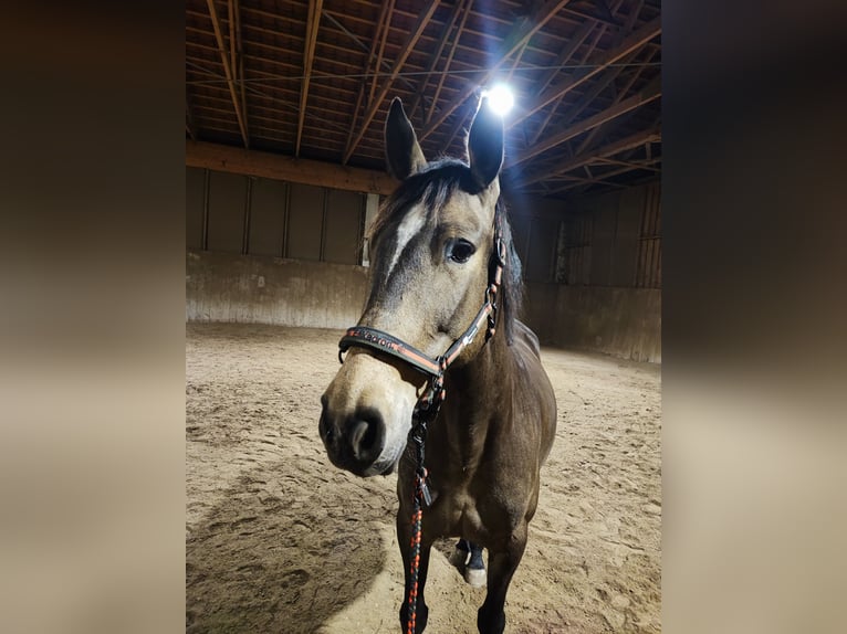 PRE Mix Klacz 8 lat 160 cm Bułana in Hohenbrunn