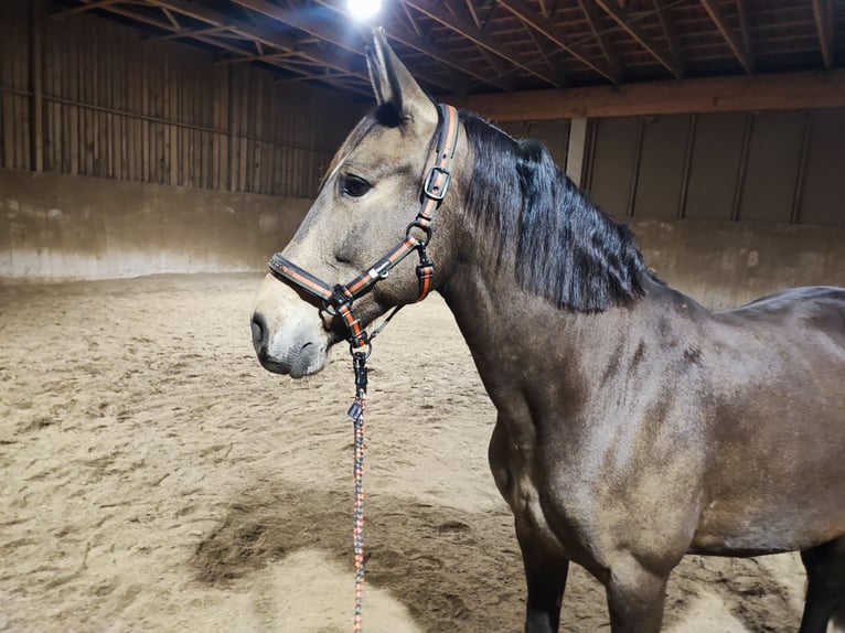 PRE Mix Klacz 8 lat 160 cm Bułana in Hohenbrunn