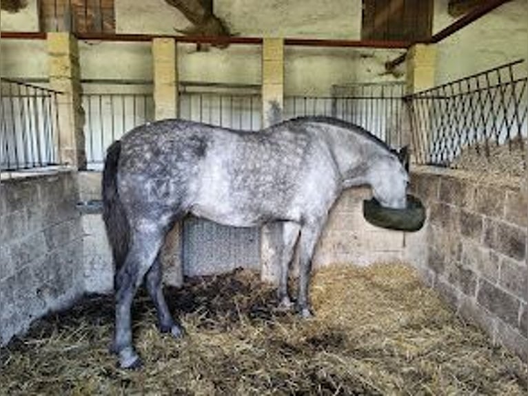 PRE Klacz 8 lat 163 cm in Oviedo