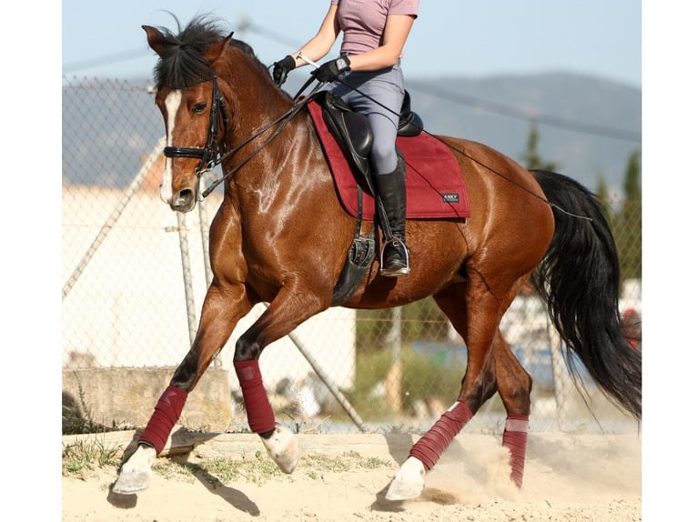 PRE Mix Klacz 8 lat 168 cm Gniada in Navas Del Madroño