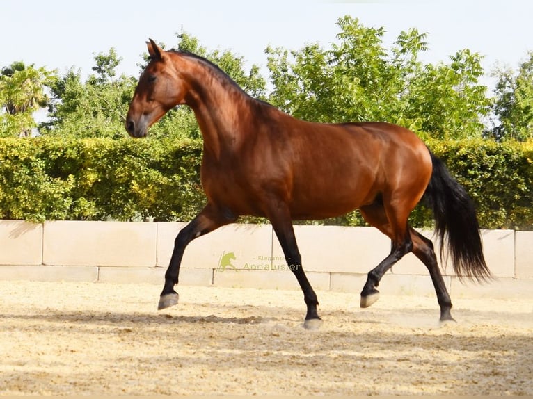 PRE Klacz 8 lat 168 cm Gniada in Provinz Malaga