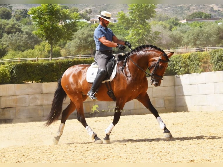 PRE Klacz 8 lat 168 cm Gniada in Provinz Malaga