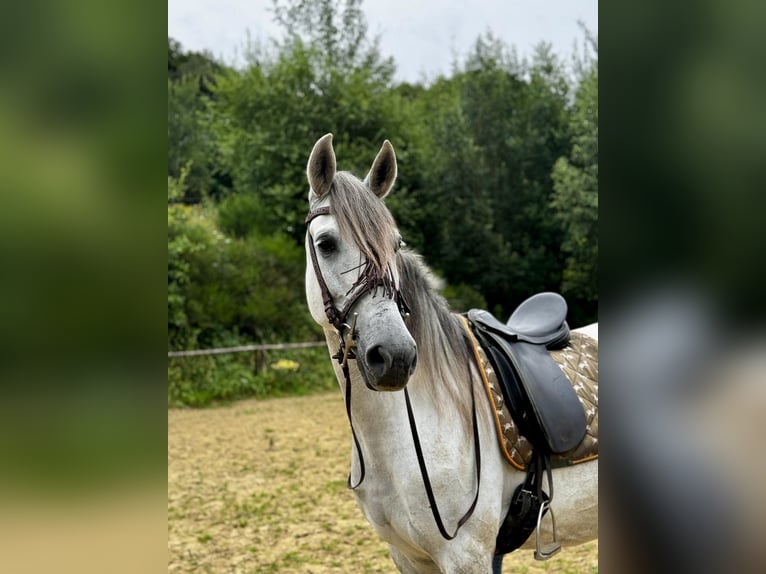 PRE Mix Klacz 8 lat 170 cm Siwa in Aachen