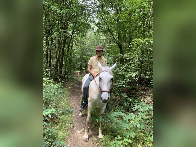 PRE Mix Klacz 8 lat 175 cm Siwa in Rötz