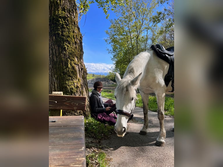 PRE Mix Klacz 8 lat 175 cm Siwa in Rötz