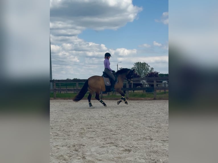 PRE Klacz 9 lat 150 cm Jelenia in Sośnica, Kąty Wrocławskie