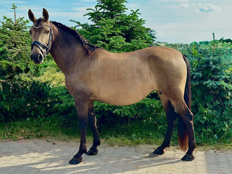 PRE Klacz 9 lat 150 cm Jelenia in Sośnica, Kąty Wrocławskie