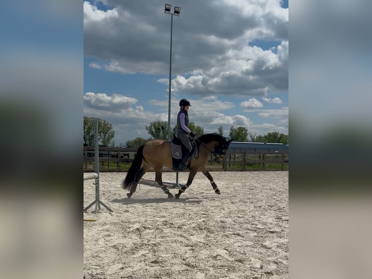 PRE Klacz 9 lat 150 cm Jelenia in Sośnica, Kąty Wrocławskie