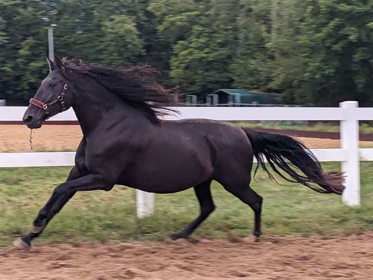 PRE Mix Klacz 9 lat 155 cm Kara in Ober-M&#xF6;rlen