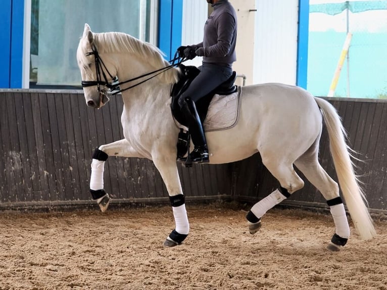 PRE Mix Klacz 9 lat 163 cm Siwa in Navas Del Madroño