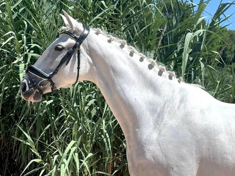 PRE Mix Klacz 9 lat 163 cm Siwa in Navas Del Madroño