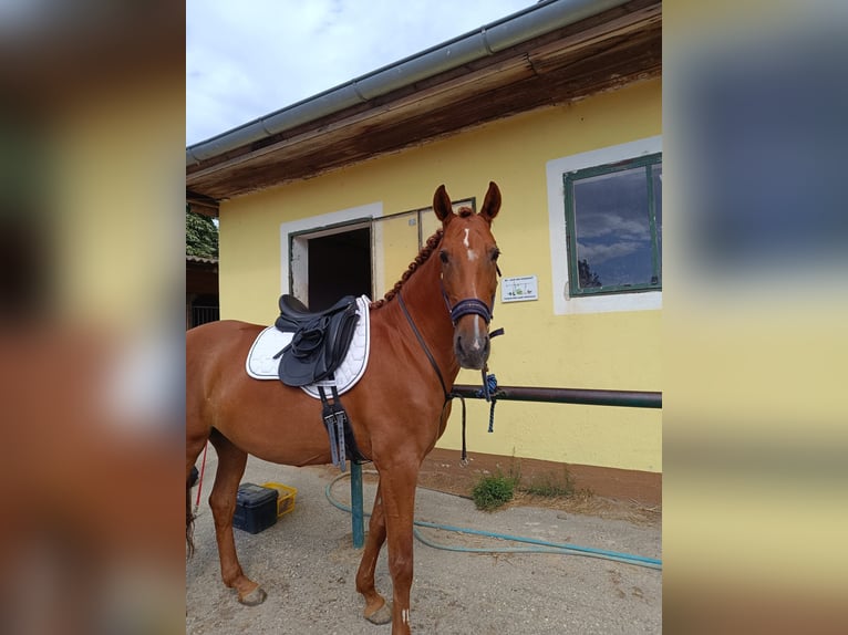 PRE Mix Klacz 9 lat 165 cm Kasztanowata in Perchtoldsdorf