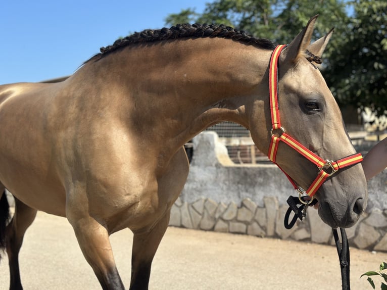 PRE Mix Klacz 9 lat 165 cm in Els Poblets