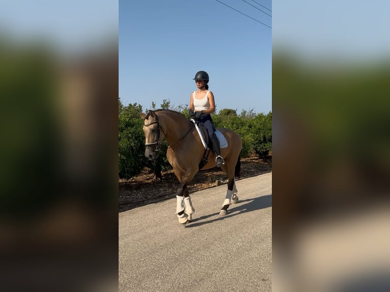PRE Mix Klacz 9 lat 165 cm in Els Poblets