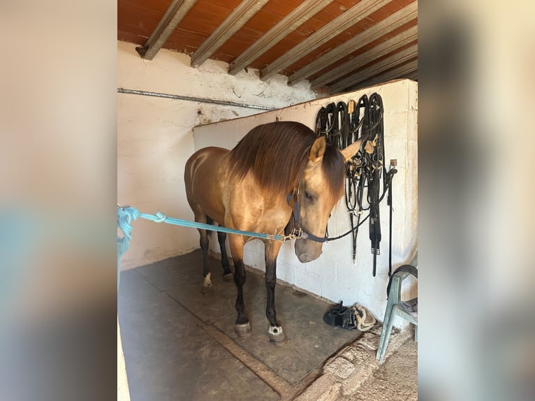 PRE Mix Klacz 9 lat 165 cm in Els Poblets