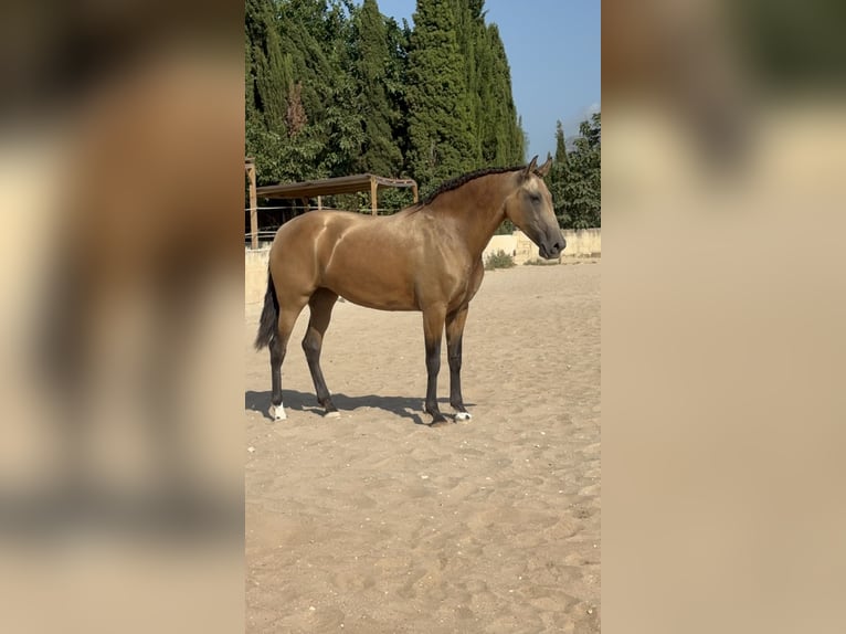 PRE Mix Klacz 9 lat 165 cm in Els Poblets