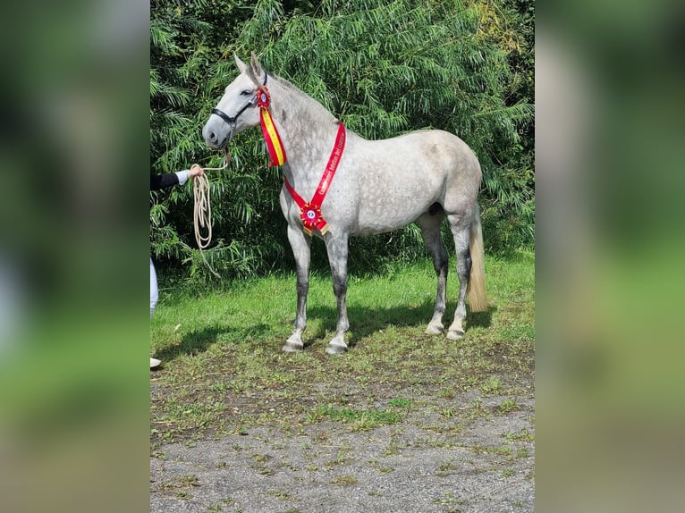 PRE Mix Klacz 9 lat 167 cm Siwa in skanderborg