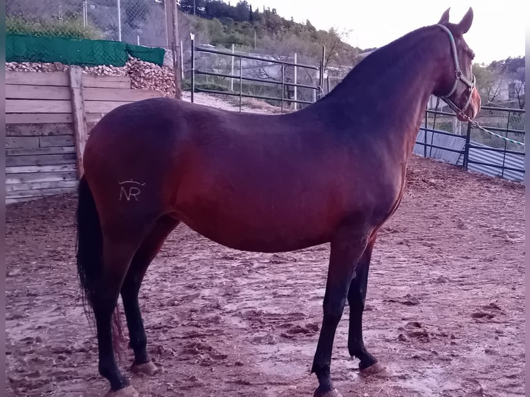PRE Klacz 9 lat 168 cm Ciemnogniada in Estepa