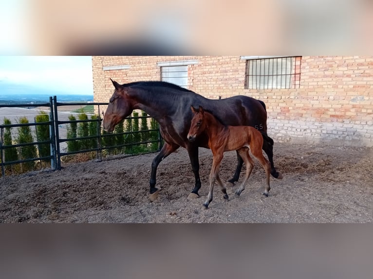 PRE Klacz 9 lat 168 cm Ciemnogniada in Estepa