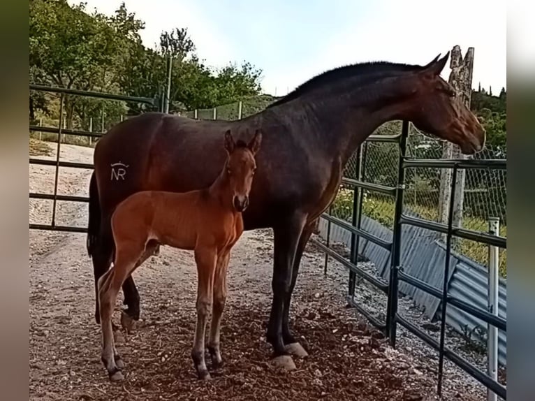 PRE Klacz 9 lat 168 cm Ciemnogniada in Estepa