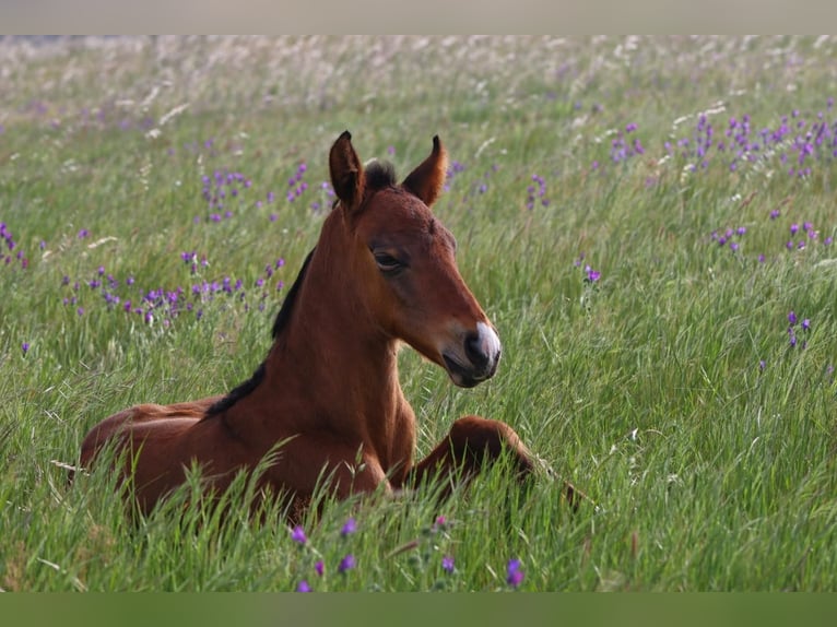 PRE Klacz 9 lat 168 cm Siwa jabłkowita in Sevilla