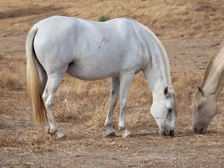 PRE Mix Klacz 9 lat 169 cm Siwa in Navas Del Madroño