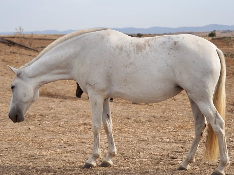 PRE Mix Klacz 9 lat 169 cm Siwa in Navas Del Madroño