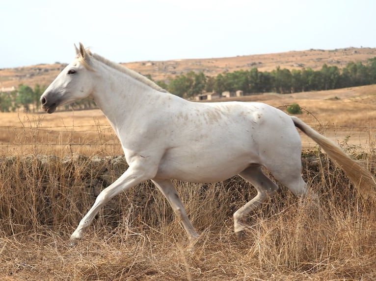 PRE Mix Klacz 9 lat 169 cm Siwa in Navas Del Madroño