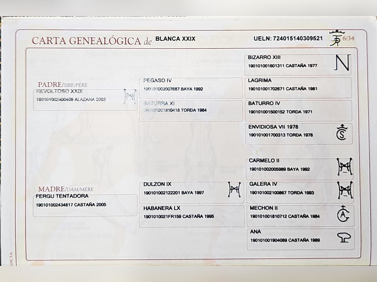 PRE Klacz Źrebak (05/2025) 137 cm Perlino in Visz