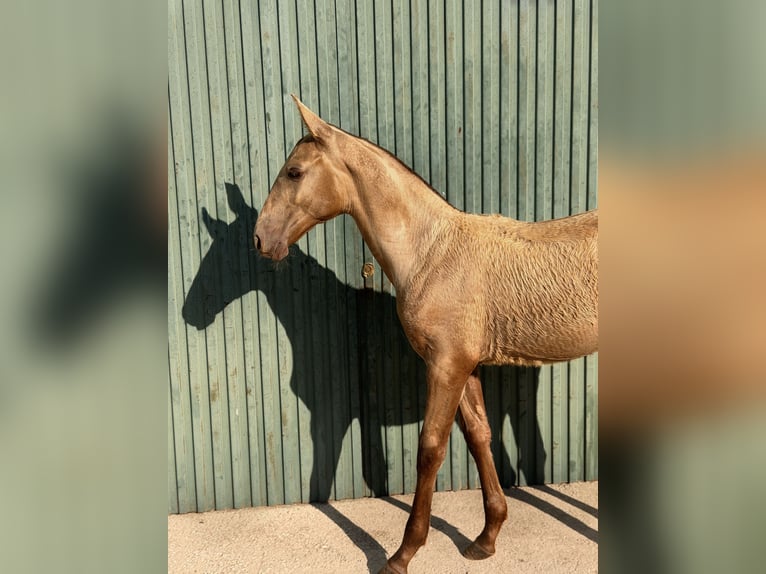 PRE Klacz Źrebak (03/2026) 155 cm Siwa in Huetor Tajar