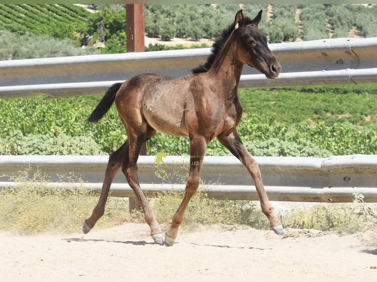 PRE Klacz Źrebak (04/2026) 158 cm Kara in Provinz Cordoba